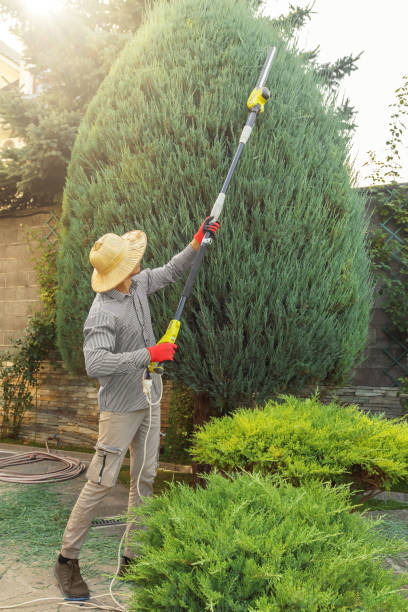 Why Choose Our Tree Removal Services in Belen, NM?